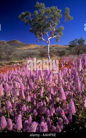 Millefiori scenic, Australia occidentale Foto Stock