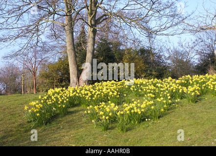 Primavera nel Parco Withdean Brighton East Sussex England Foto Stock