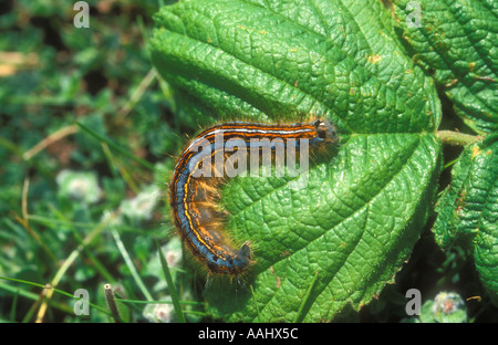 Lackey moth caterpillar Foto Stock