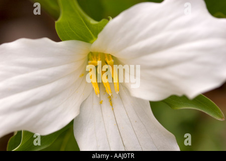 Trillium Grandiflorum Foto Stock