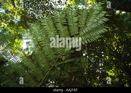 Re Fern Angiopteris evecta effettivamente una reliquia della felce del tardo Paleozoico ser Foto Stock