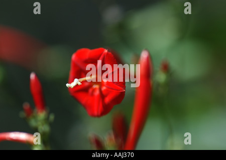 Scarlet gloria di mattina (Ipomoea hederifolia) fiore Foto stock - Alamy