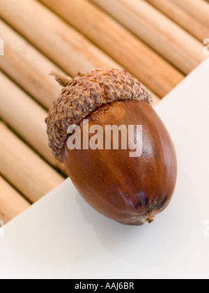 Unico essiccato acorn dell'inglese quercia Quercus robor o quercia comune Foto Stock