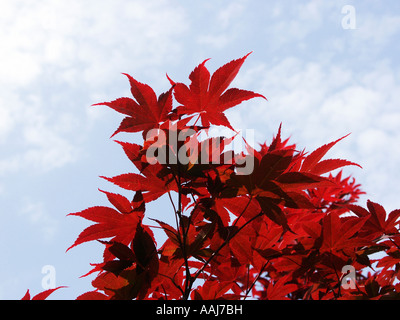 Red leafed tree, Carolina del Sud Foto Stock