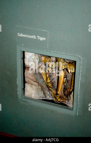 Saber dente tigre fossile di Charleston Aquarium di Charleston, Carolina del Sud Foto Stock
