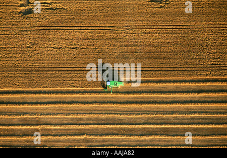 Vista aerea della mietitrebbia lavora su una fattoria Foto Stock