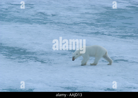 Orso polare Ursus maritimus sul mare di ghiaccio Franz Josef land Foto Stock