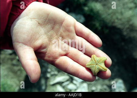 La cova Stella cuscino Asterina phylactica una unica colonia di 3000 stelle marine sono state uccise Pembrokeshire Wales UK GB Foto Stock