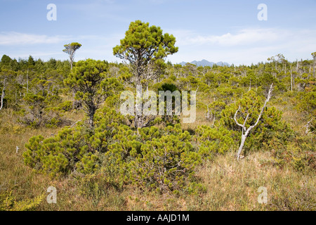 Recedono foresta di Shorepine Pinus contorta in terra paludosa sulla Pacific west coast Vancouver Island British Columbia Canada Foto Stock