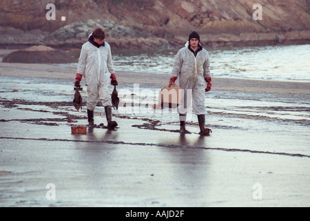 Uccelli marini rimosso da Tenby Beach dopo la petroliera Sea Empress si è arenata sulle rocce vicino Milford Haven fuoriuscita di 72000 tonnellate di olio Foto Stock