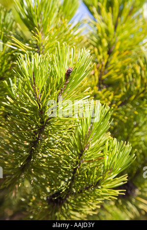 Aghi abbinati di Lodgepole pino o Shorepine Pinus contorta Vancouver Island British Columbia Canada Foto Stock