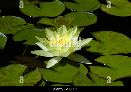 Crimea, famoso giardino botanico di Nikita Foto Stock