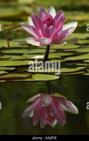 Crimea, famoso giardino botanico di Nikita Foto Stock