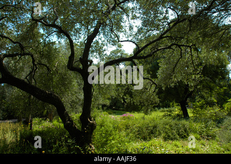 Crimea, famoso giardino botanico di Nikita Foto Stock