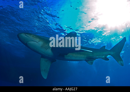 Ocean white tip shark cruising nel blu mare rosso Egitto accompagnato da pesce pilota Foto Stock