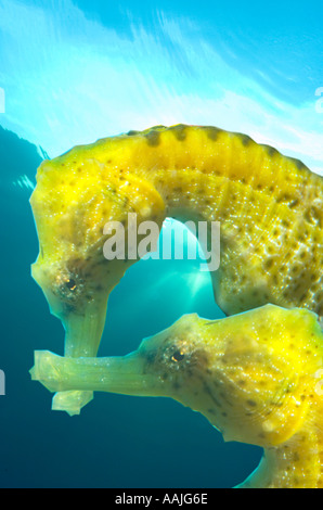 Coppia accoppiata di giallo mare comune cavalli a Carna Irlanda Seahorse Ireland in Connemara razze animali per l'acquario tr Foto Stock