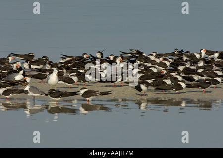 Skimmer nero Rynchops niger Florida USA gregge sono ' appollaiati su sandbank Foto Stock