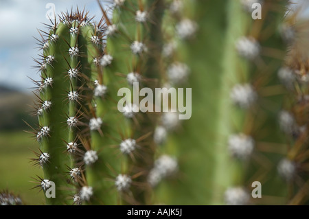 Un cactus (plurale di cactus, cactus o cactus) è un qualsiasi membro delle piante succulente famiglia Cactaceae, nativo per le Americhe Foto Stock
