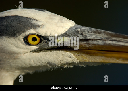 Airone blu Ardea erodiade Florida USA close up della testa Foto Stock