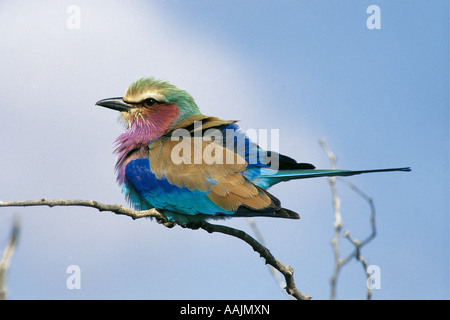 Lilla rullo contraffacciate Coracias caudata Parco Nazionale Kruger Sud Africa Foto Stock