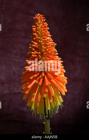 Kniphofia caulescens ROOPERI 3252 Foto Stock