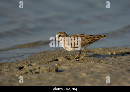 Almeno il Sandpiper Calidris minutilla Florida USA la ricerca di cibo a bordo delle acque Foto Stock