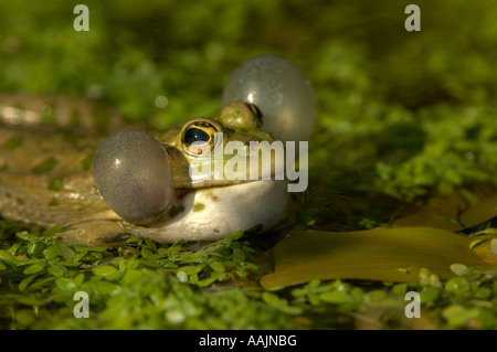 Marsh Rana ridibunda Rana British Wildlife Centre Regno Unito chiedendo con sacchi di aria gonfiata Foto Stock