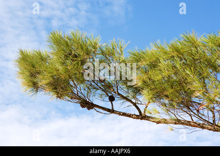 Pino il ramo con i coni contro un cielo blu con alta cloud Foto Stock