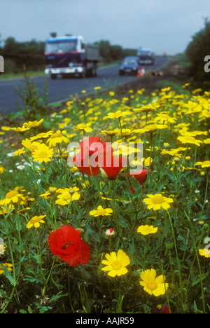 Una massa di mais Calendula e papaveri crescente selvatici sull orlo della strada Foto Stock