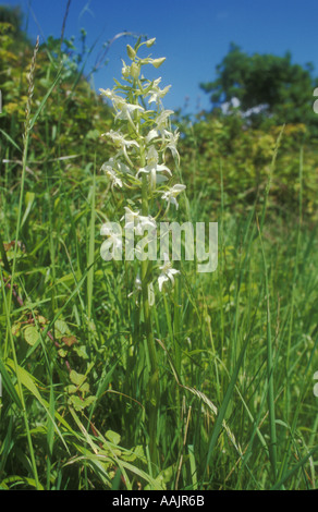 Maggiore Butterfly Orchid nella siepe Foto Stock