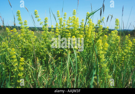 Una massa di Crosswort da un angolo basso Foto Stock