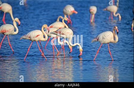 Fenicotteri rosa alimentare nei bassifondi vicino a riva Walvis Bay Sud Africa Namibia Africa Foto Stock