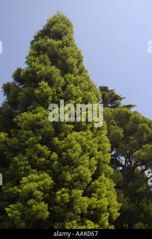 Crimea, famoso giardino botanico di Nikita Foto Stock