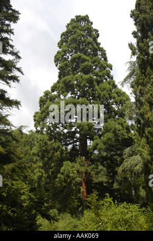 Crimea, famoso giardino botanico di Nikita Foto Stock