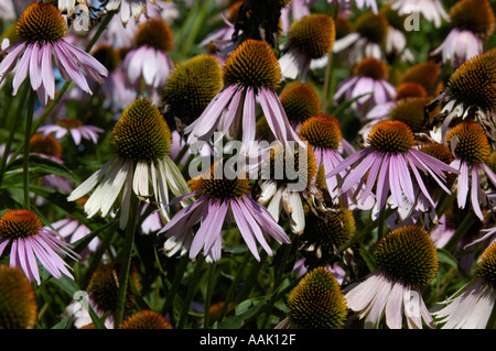 Crimea, famoso giardino botanico di Nikita Foto Stock