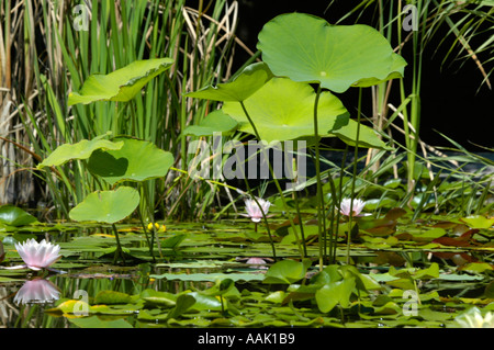 Crimea, famoso giardino botanico di Nikita Foto Stock