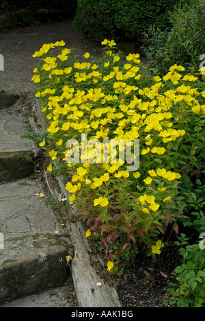 Evening Primerose (oenothera fruticosa ssp glauca 'sonnenwende')nel giardino inglese Foto Stock