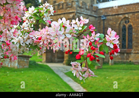 Hinton St George Chiesa, Blossom Foto Stock