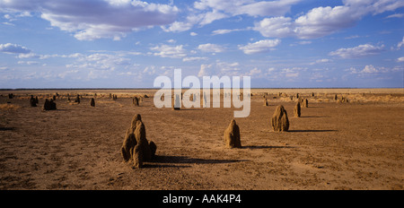 Termite tumuli sulle pianure blacksoil, Barkly alpeggi, Territorio del Nord, l'Australia, panoramica orizzontale, Foto Stock