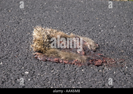 Roadkill hedgehog schiacciata Foto Stock