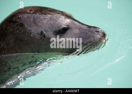 Guarnizione comune - Phoca vitulina Foto Stock