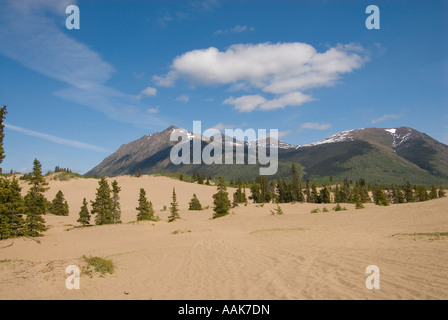 Il deserto più piccolo al mondo il Carcross Desert in Yukon meridionale Foto Stock