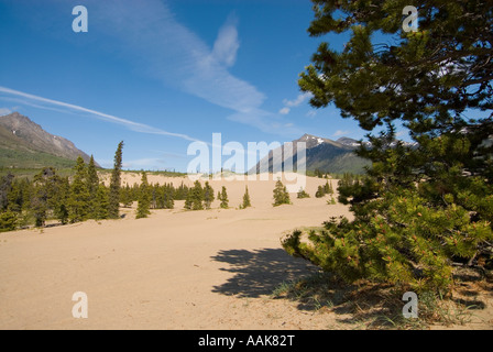 Il deserto più piccolo al mondo il Carcross Desert in Yukon meridionale Foto Stock