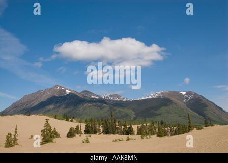 Il deserto più piccolo al mondo il Carcross Desert in Yukon meridionale Foto Stock