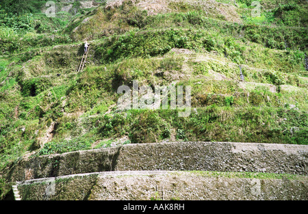 Persona mantenendo terrazze di riso di Banaue Foto Stock