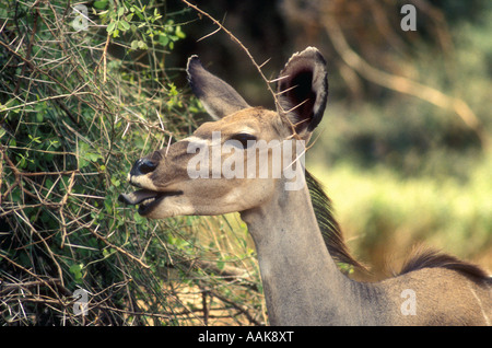 Femmina Kudu maggiore navigazione su Acacia Samburu Riserva nazionale del Kenya Africa orientale Foto Stock