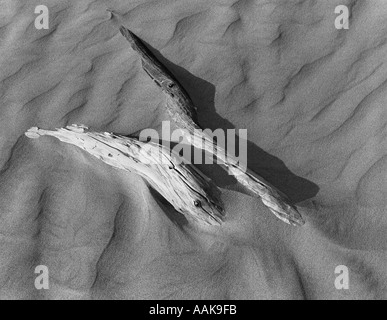 Legno, albero morto, imbianchiti lembo di albero, legno pietrificato nel deserto o in spiaggia di sabbia con erosione di vento modello di sabbia Foto Stock