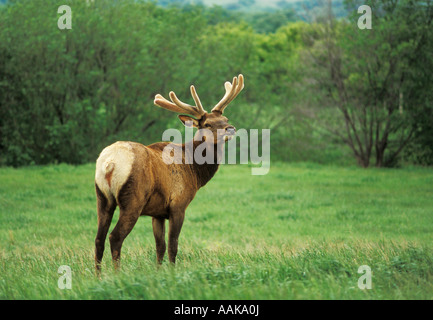 Elk con corna di cervo in velluto a Kreycik Riverview Elk Buffalo Ranch vicino Niobrara Nebraska Foto Stock