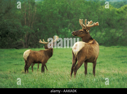 Elk con corna di cervo in velluto a Kreycik Riverview Elk Buffalo Ranch vicino Niobrara Nebraska Foto Stock