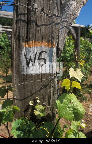 Vigneto tracciafile post di legno Lopez isola vigneti San Juan Islands Washington Foto Stock